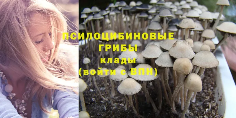 где найти   Нефтеюганск  Псилоцибиновые грибы Psilocybine cubensis 